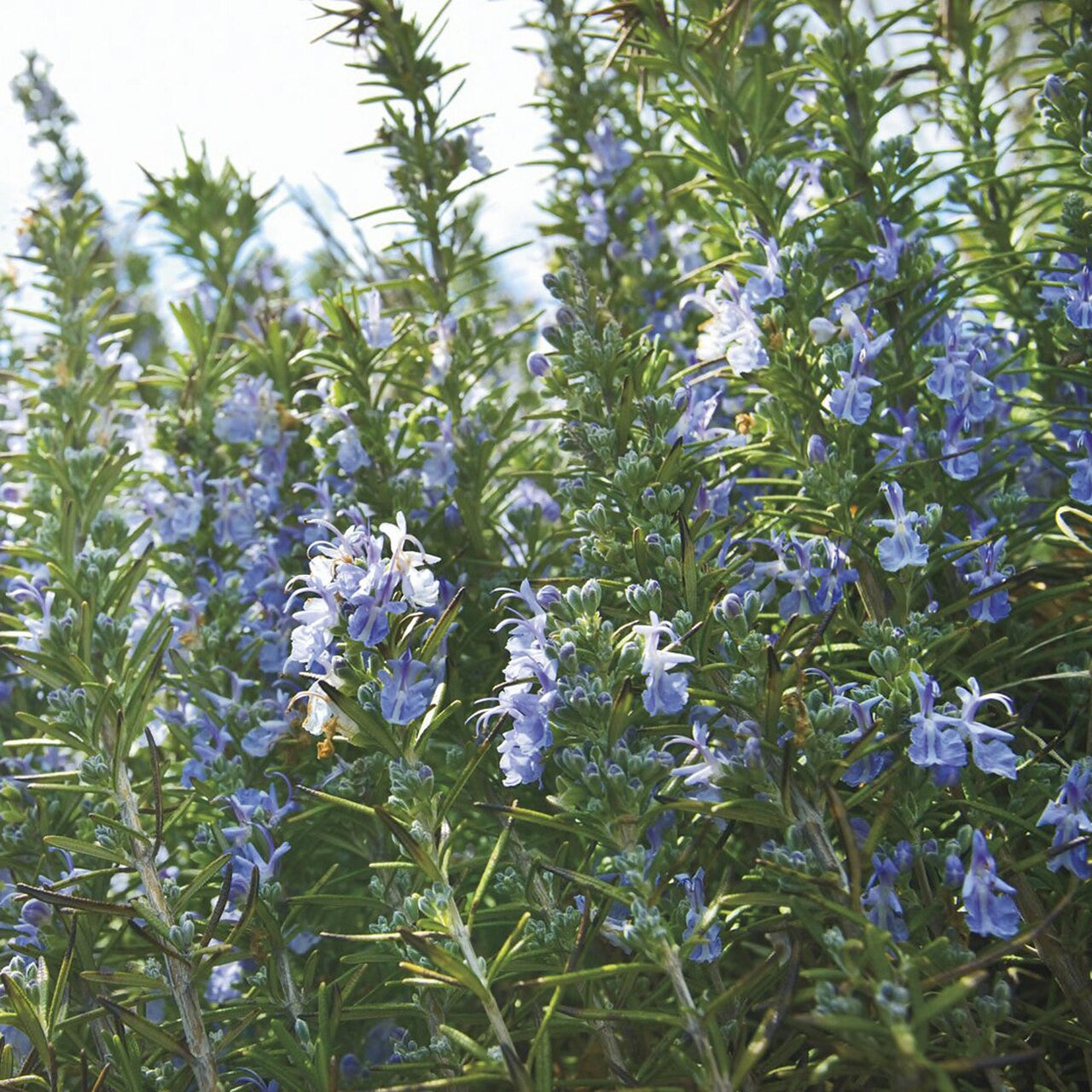 Rosemary (Rosmarinus officinalis)