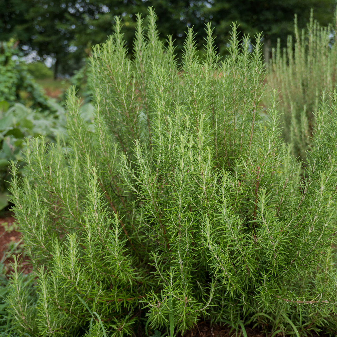 Rosemary (Rosmarinus officinalis)