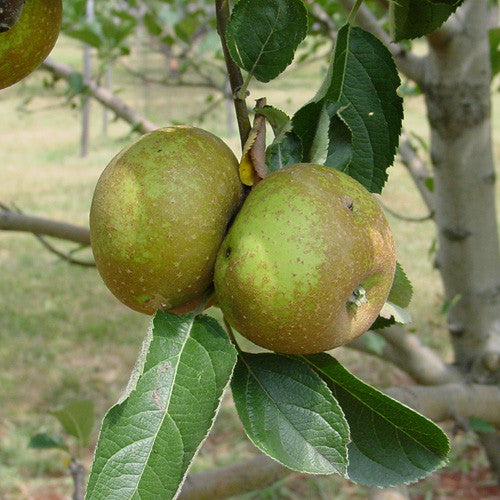 Bare Root Roxbury Russet Apple Tree (Malus cv.)