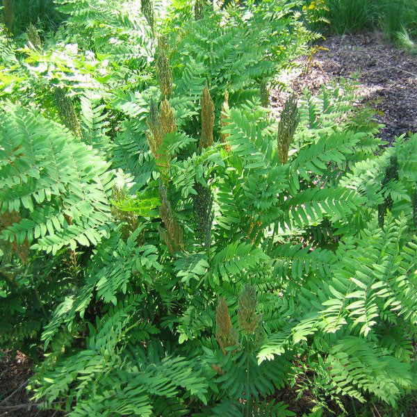 Royal Fern (Osmunda regalis)