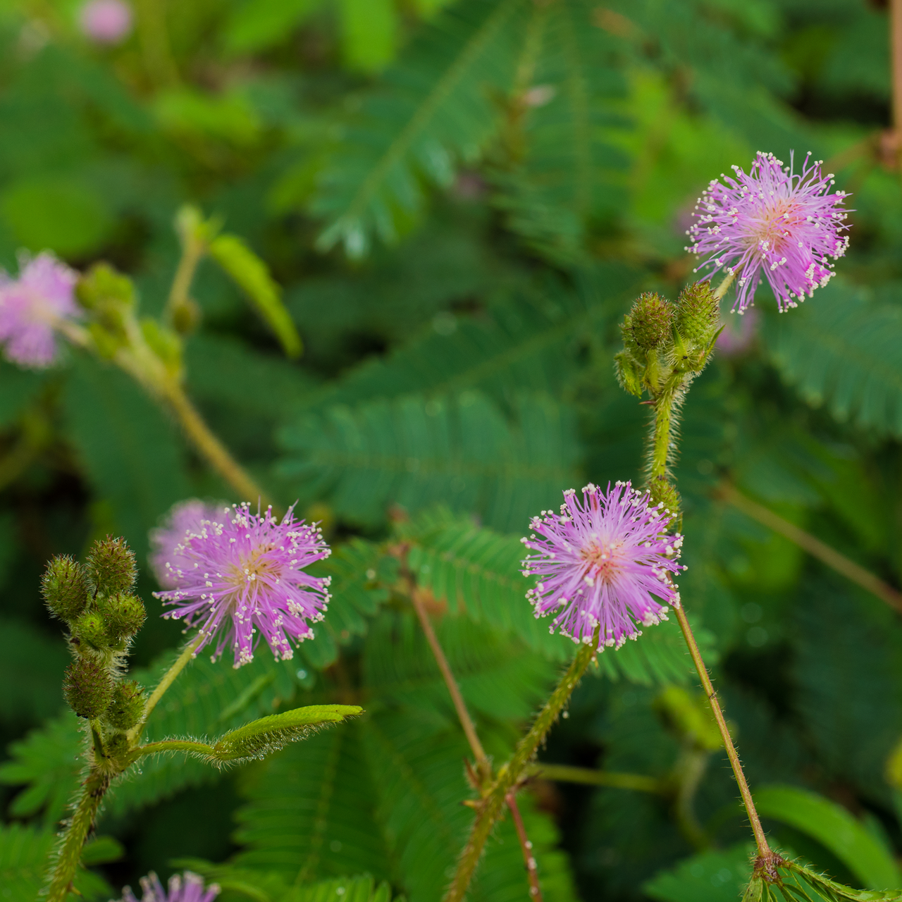 Sensitive Plant Seeds (Mimosa pudica)