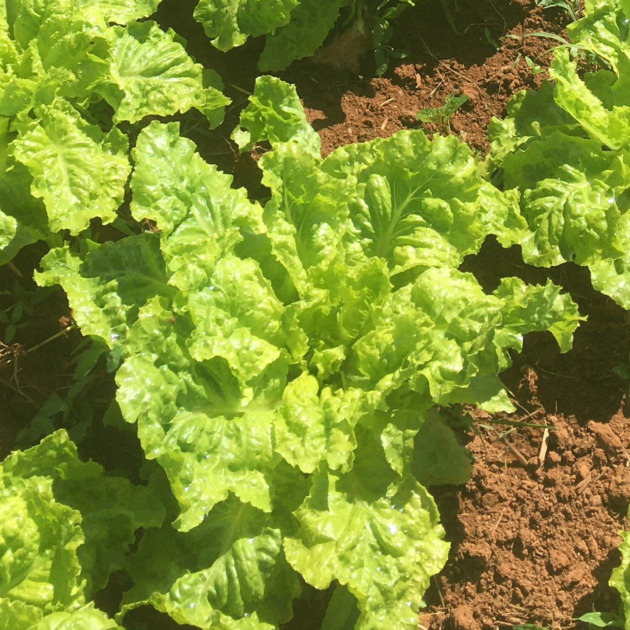 Silesia Lettuce Seeds (Lactuca sativa cv.)