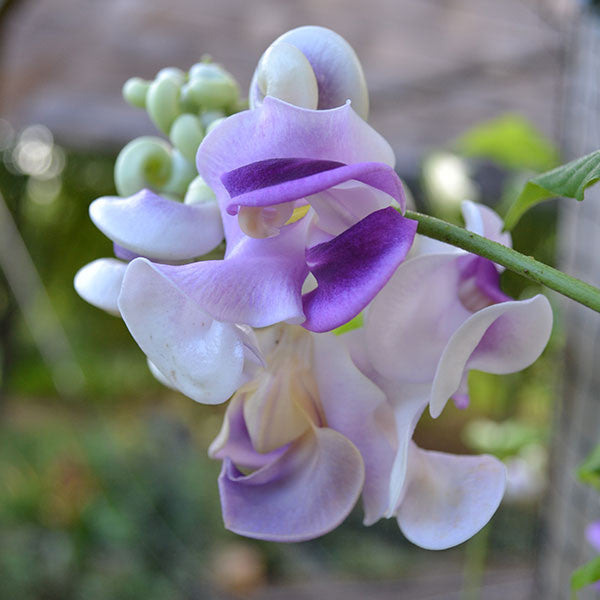 Snail Flower (Vigna caracalla)