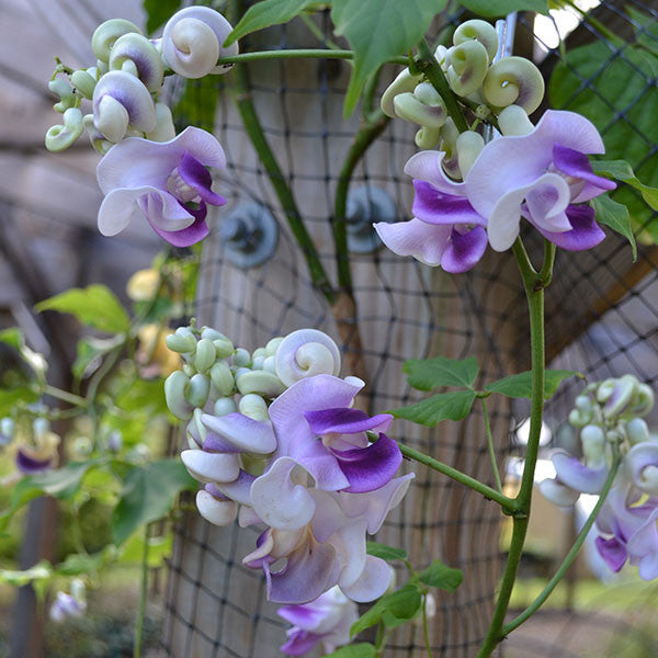 Snail Flower (Vigna caracalla)