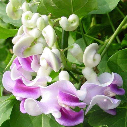 Snail Flower (Vigna caracalla)