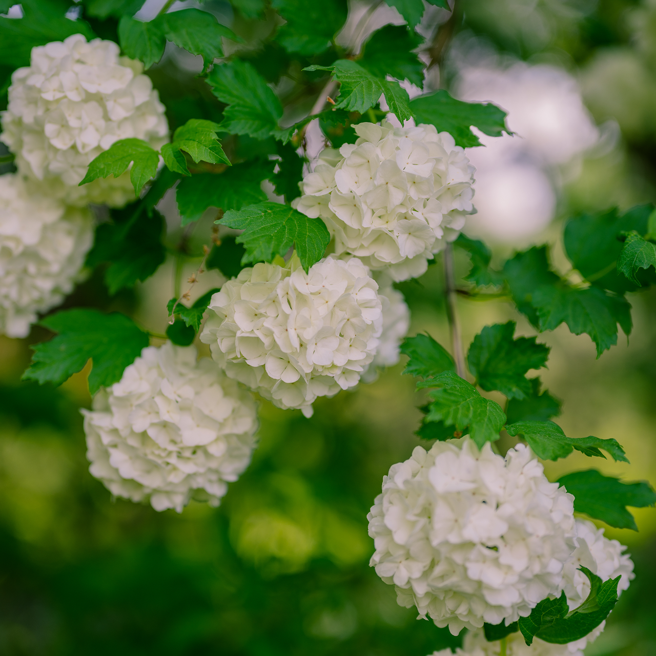 Snowball Bush (Viburnum opulus roseum)