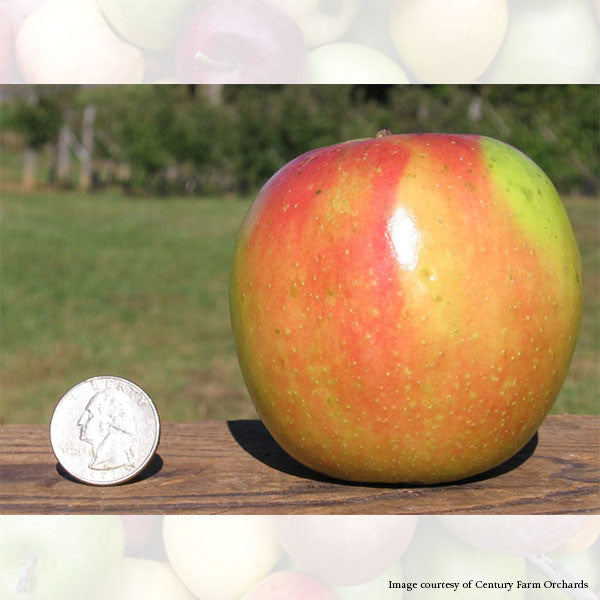 Sops of Wine Apple Tree (Malus cv.)