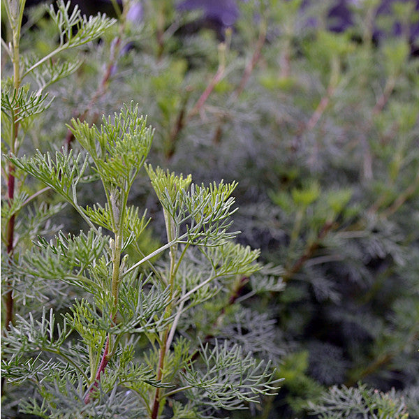 Southernwood (Artemisia abrotanum)