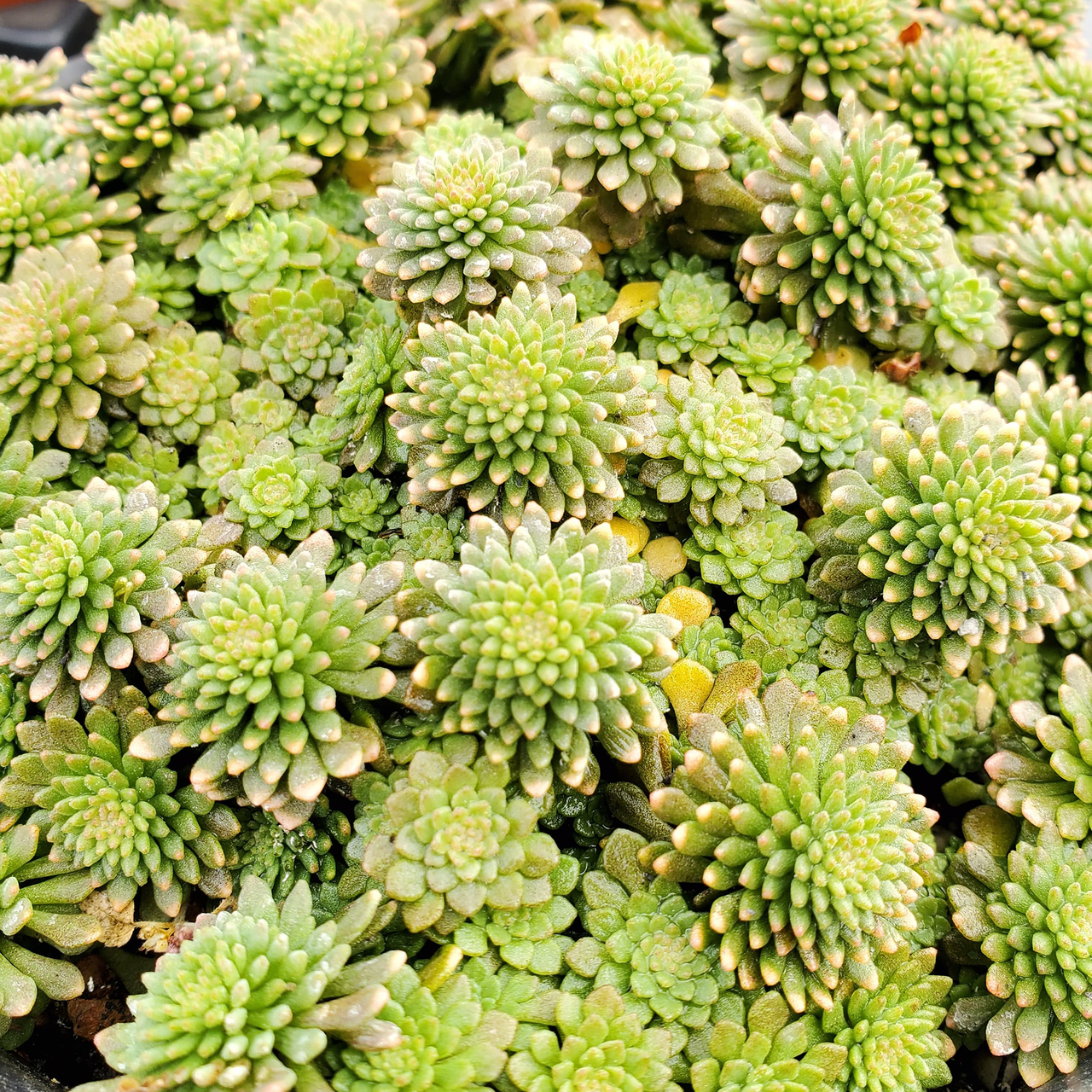 Cliff Stonecrop (Sedum glaucophyllum)