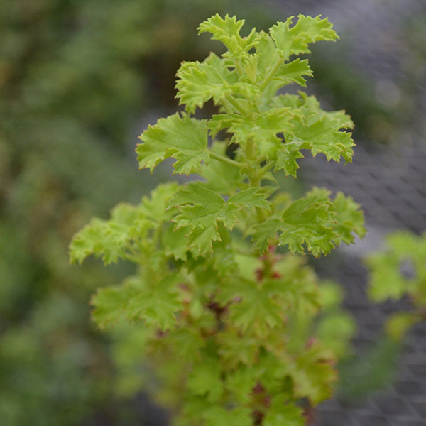 Strawberry-scented Geranium (Pelargonium x scarboroviae)