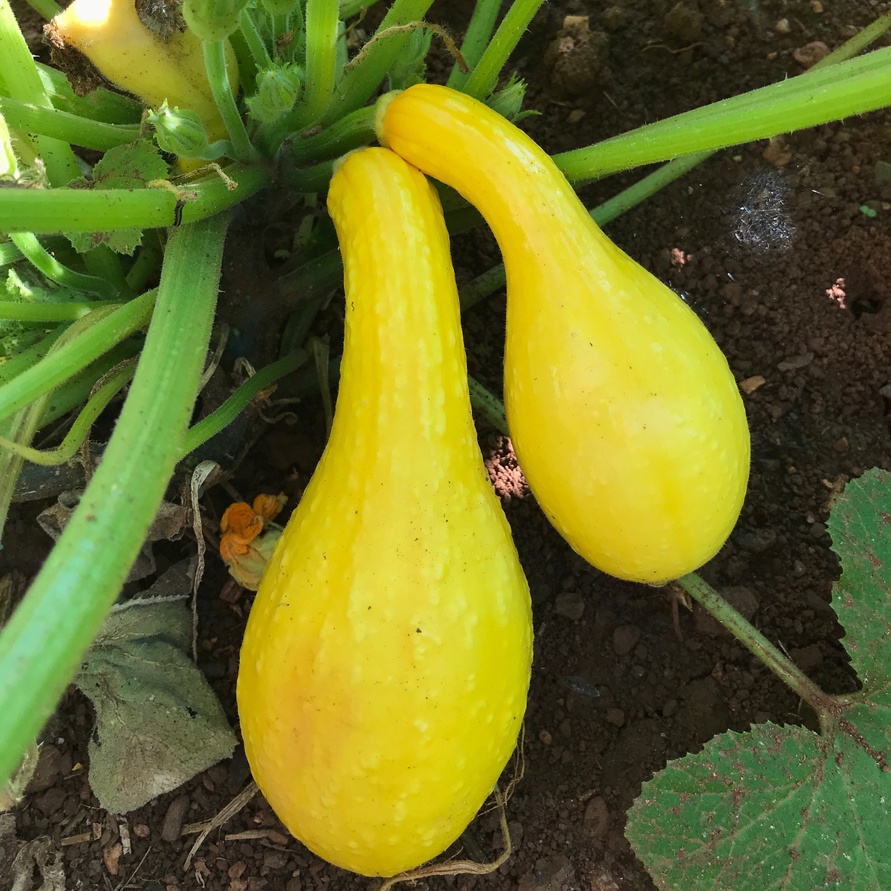 Summer Crookneck Squash Seeds (Cucurbita pepo cv.)