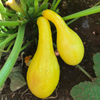 Summer Crookneck Squash Seeds (Cucurbita pepo cv.)