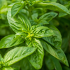 Sweet Basil Seeds (Ocimum basilicum)