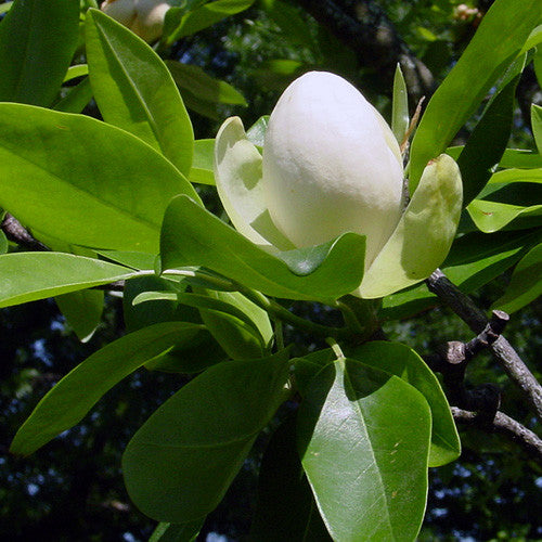 Sweet Bay Magnolia (Magnolia virginiana)