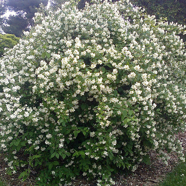 Sweet Mockorange (Philadelphus coronarius)