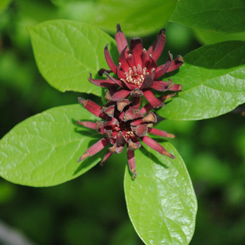 Sweetshrub (Calycanthus floridus)