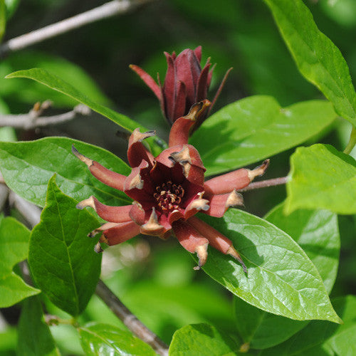 Sweetshrub (Calycanthus floridus)