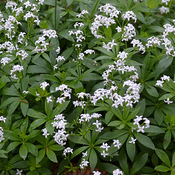 Sweet Woodruff (Galium odoratum)