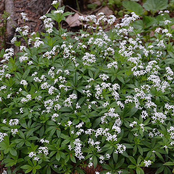 Sweet Woodruff (Galium odoratum)