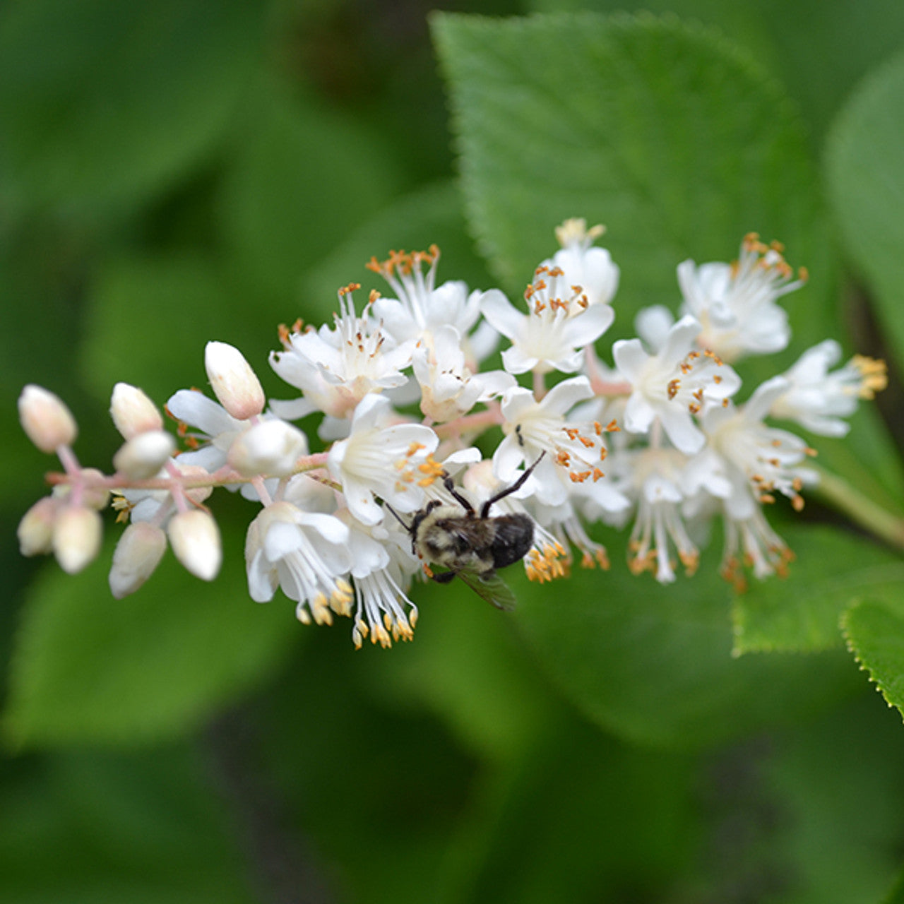 Bare Root Sweetpepper Bush; Summersweet (Clethra alnifolia)