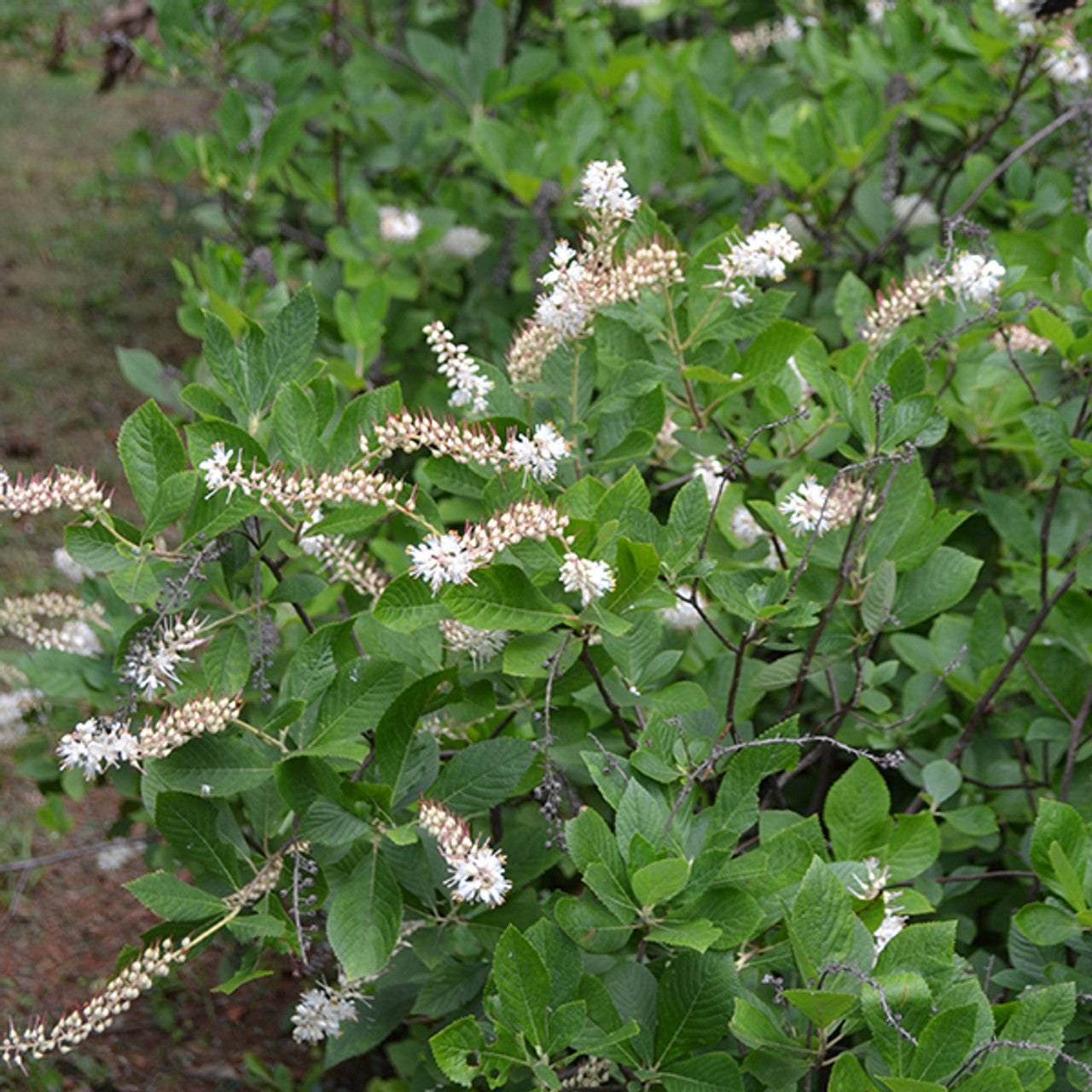 Bare Root Sweetpepper Bush; Summersweet (Clethra alnifolia)