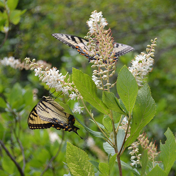 Sweetpepper Bush; Summersweet (Clethra alnifolia)