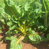 Swiss Chard "Mixed Colors" Seeds (Beta vulgaris subsp. cicla)