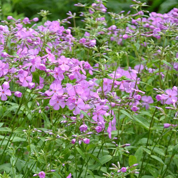 Sword-leaf Phlox (Phlox buckleyi)