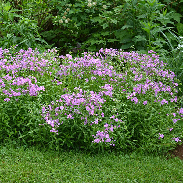 Sword-leaf Phlox (Phlox buckleyi)