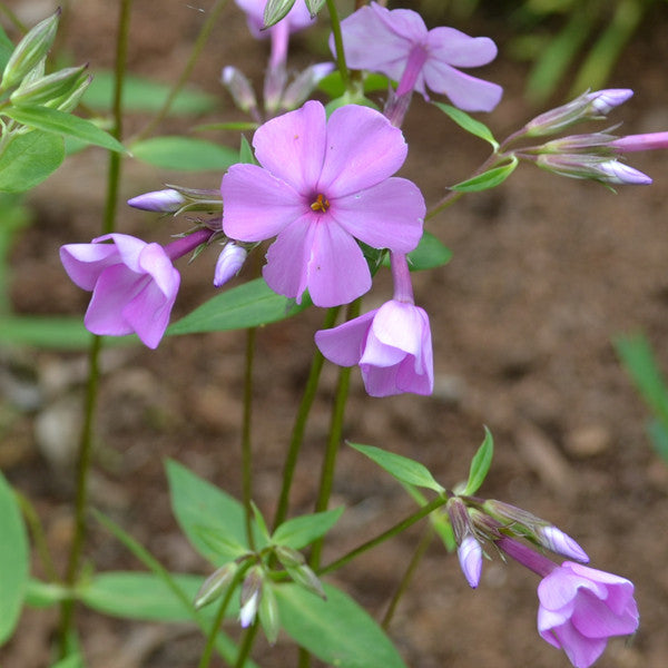 Sword-leaf Phlox (Phlox buckleyi)