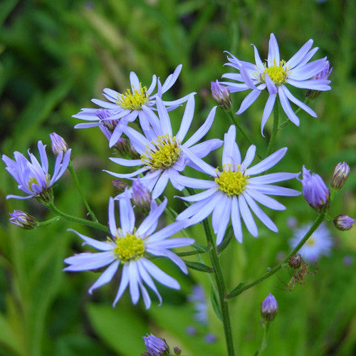 Tatarian Aster (Aster tataricus)