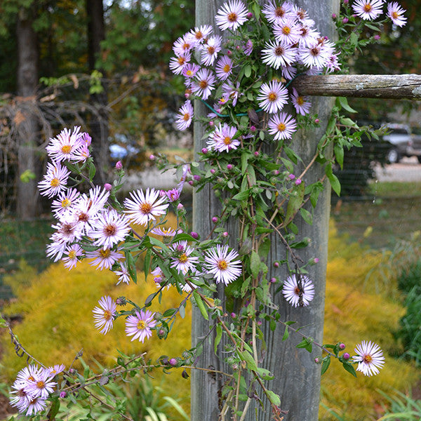 Tatarian Aster (Aster tataricus)