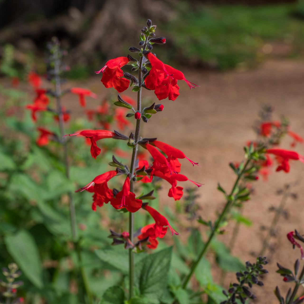 Texas Sage Seeds (Salvia coccinea)