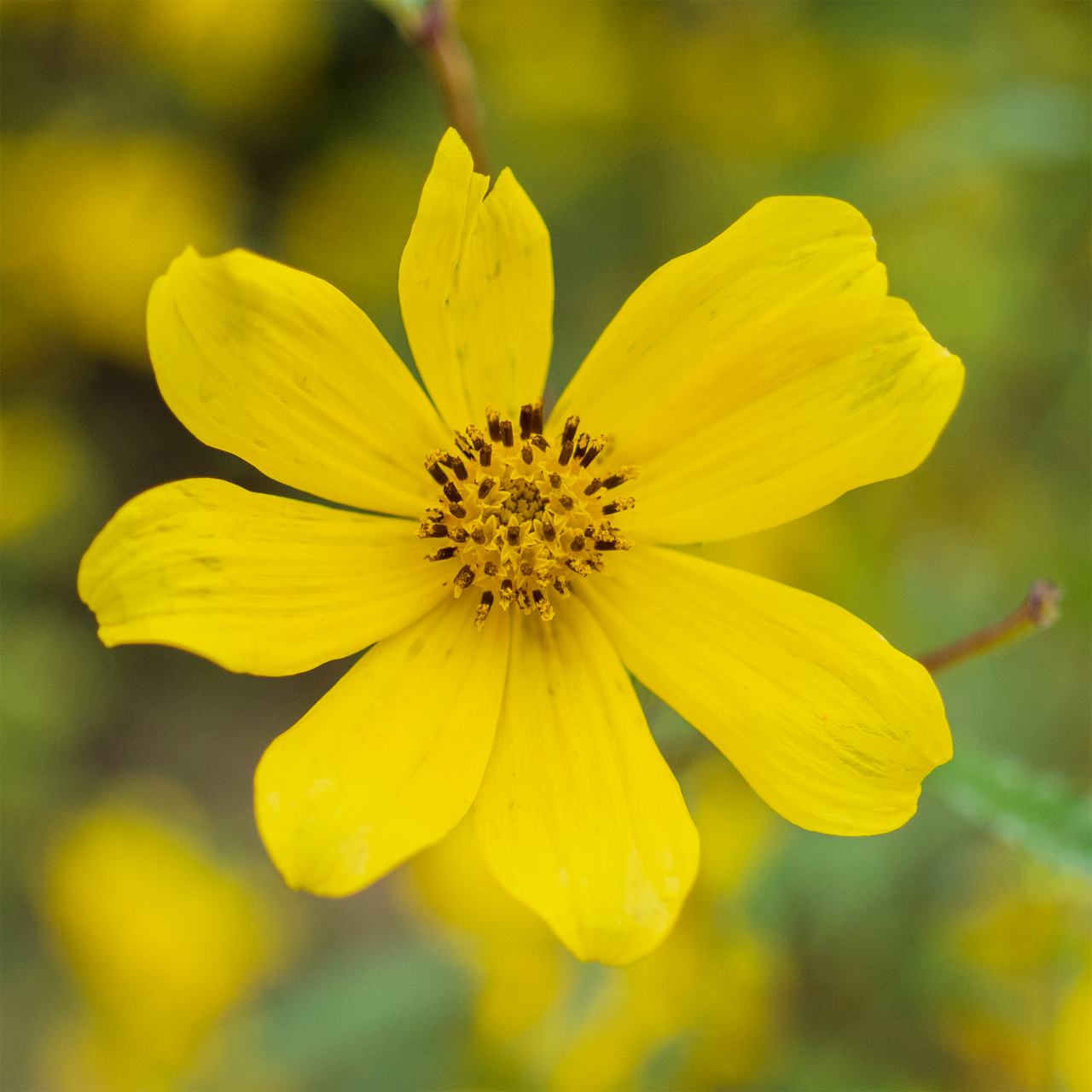 Tickseed Sunflower Seeds (Bidens aristosa)