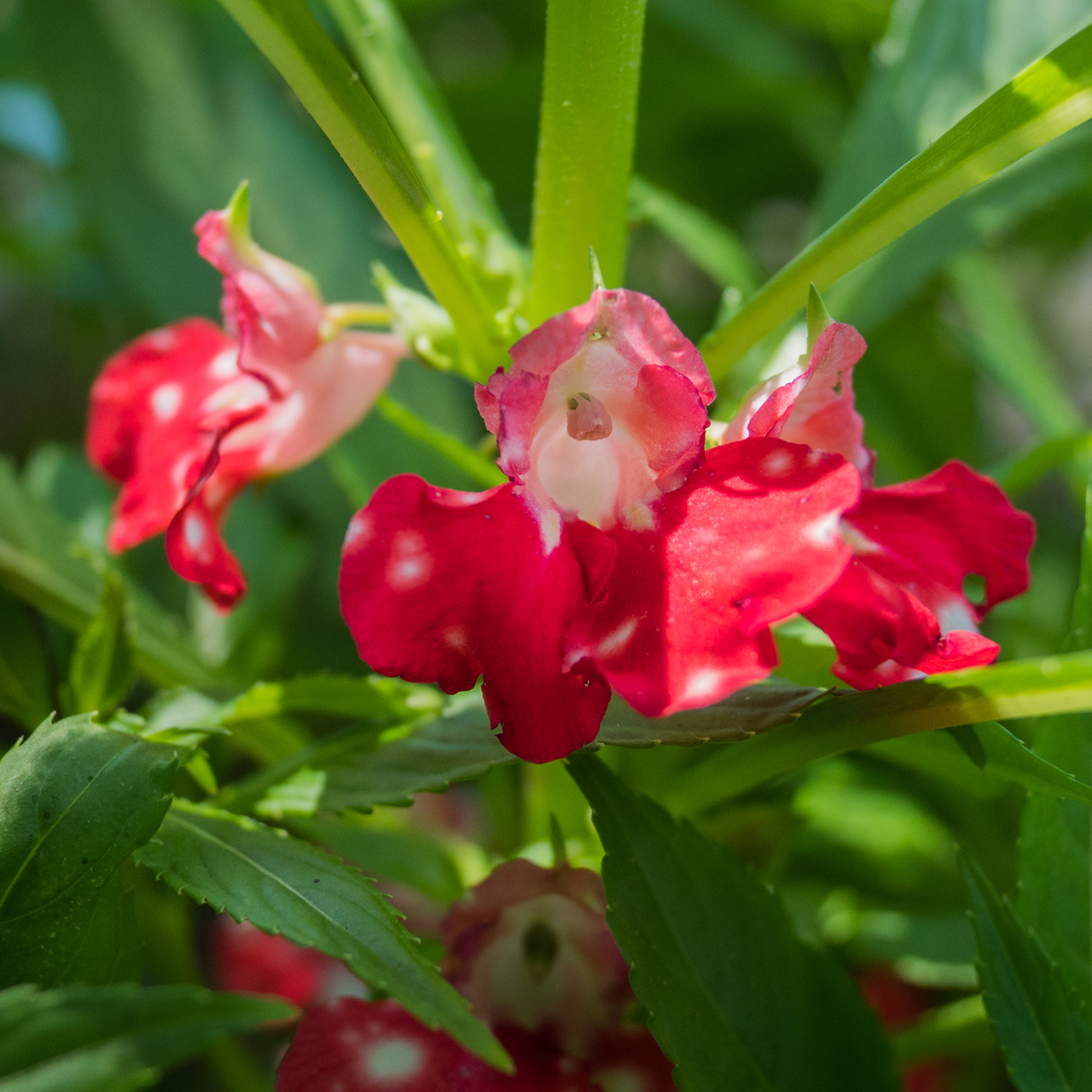 Balsam; Touch-Me-Not Seeds (Impatiens balsamina)