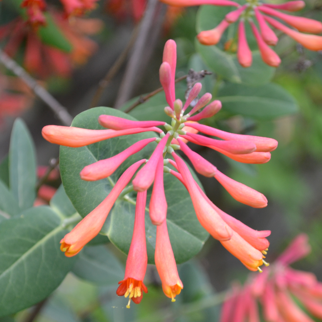 Trumpet Honeysuckle (Lonicera sempervirens)