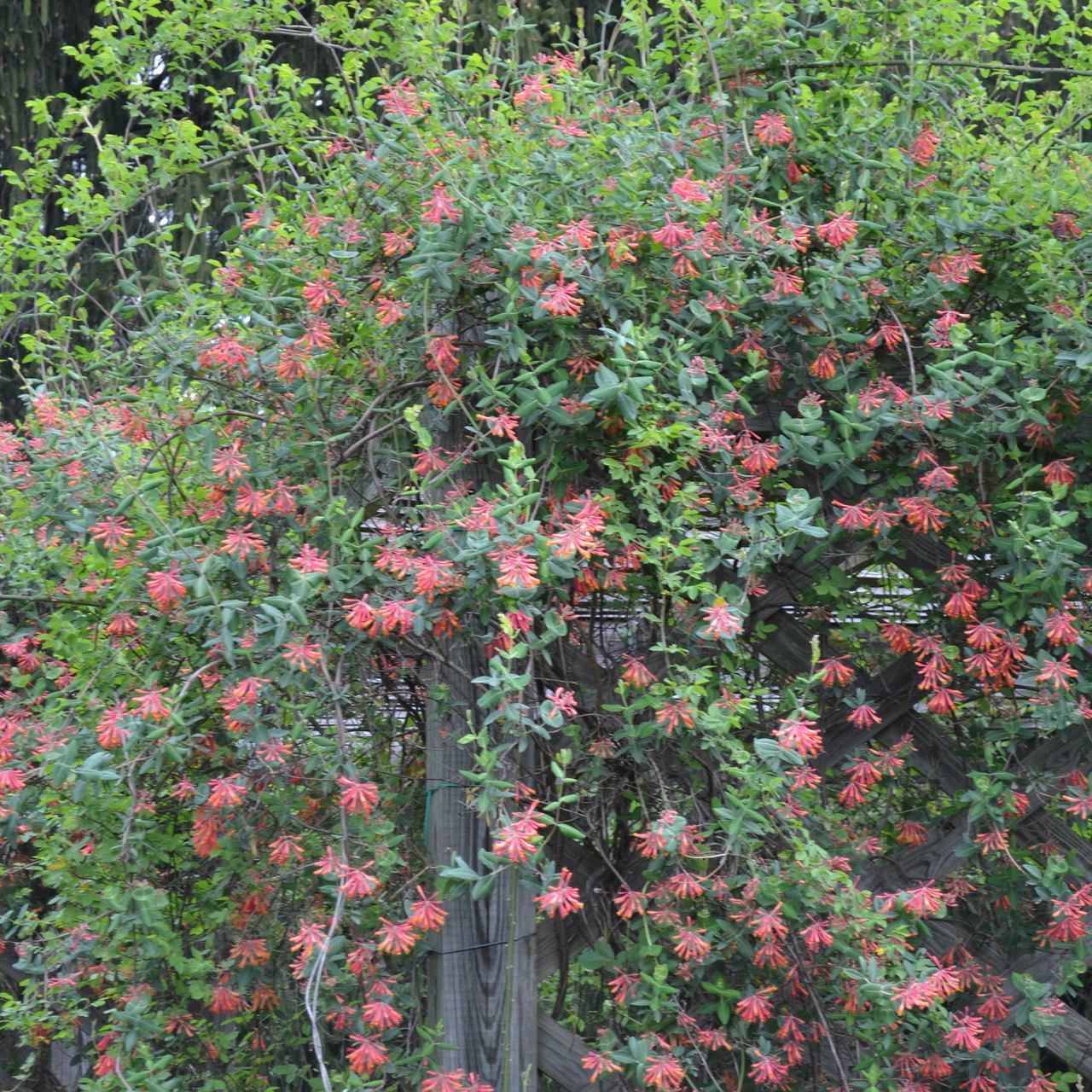 Trumpet Honeysuckle (Lonicera sempervirens)