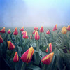 'Keizerskroon' Tulip (Tulipa cv.)