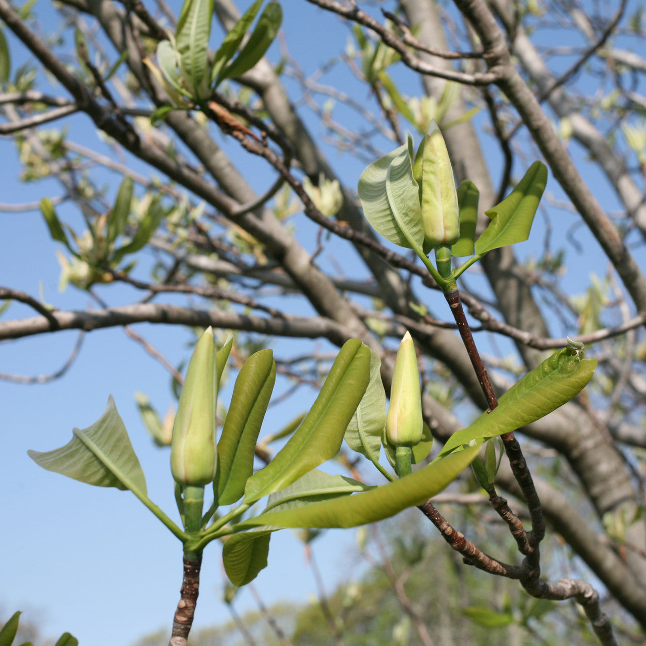 Umbrella Magnolia (Magnolia tripetala)