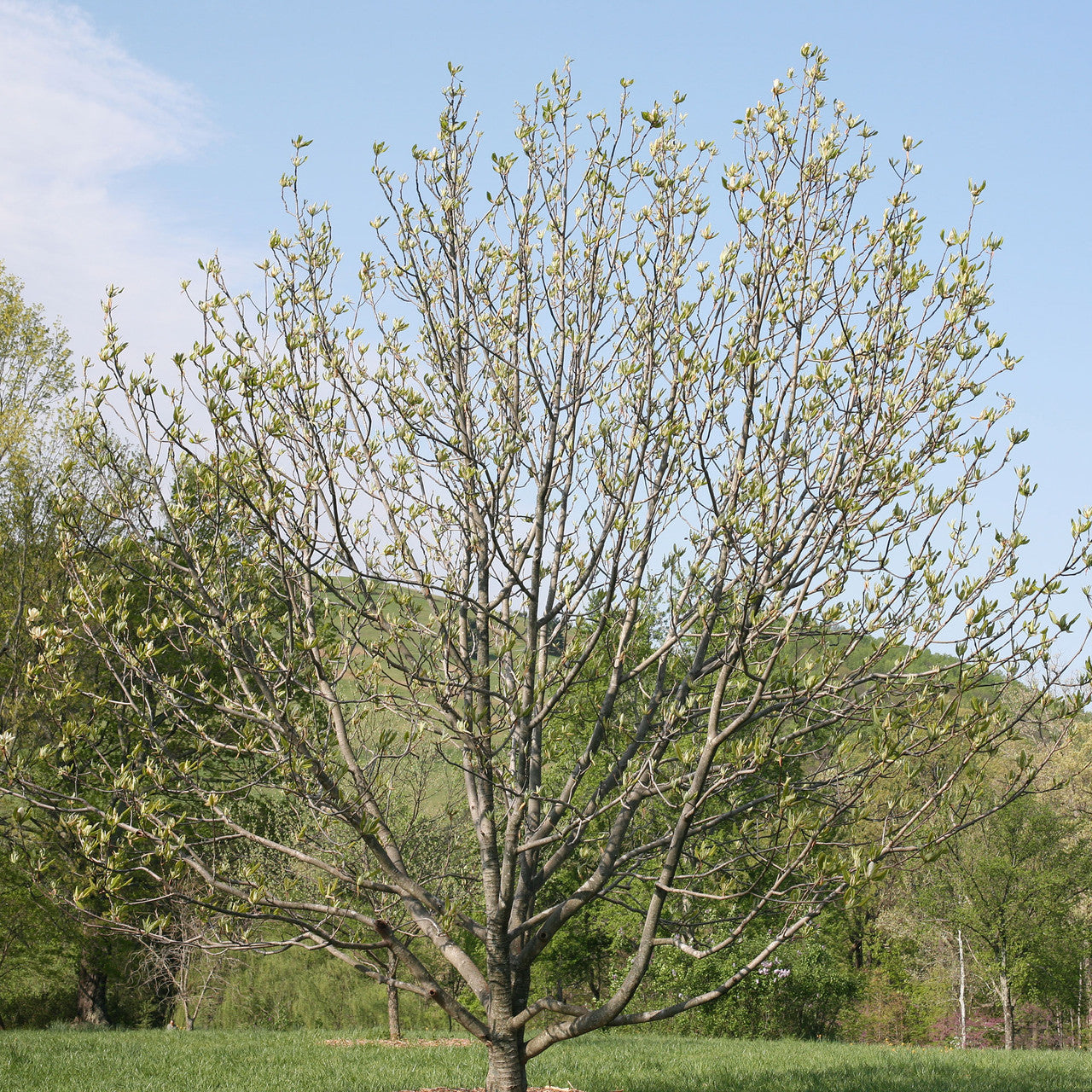 Umbrella Magnolia (Magnolia tripetala)