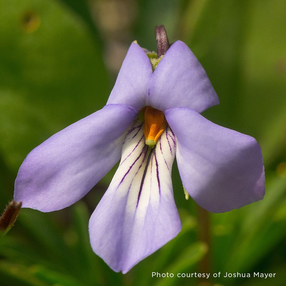 Bare Root Bird's Foot Violet; Crowfoot (Viola pedata)