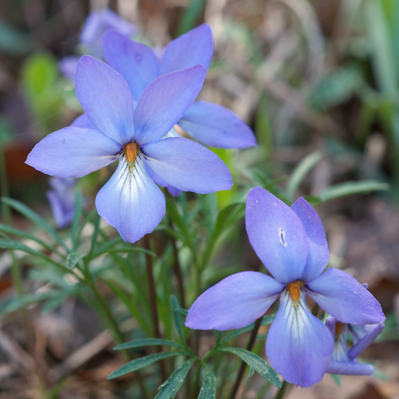 Bird's Foot Violet; Crowfoot (Viola pedata)