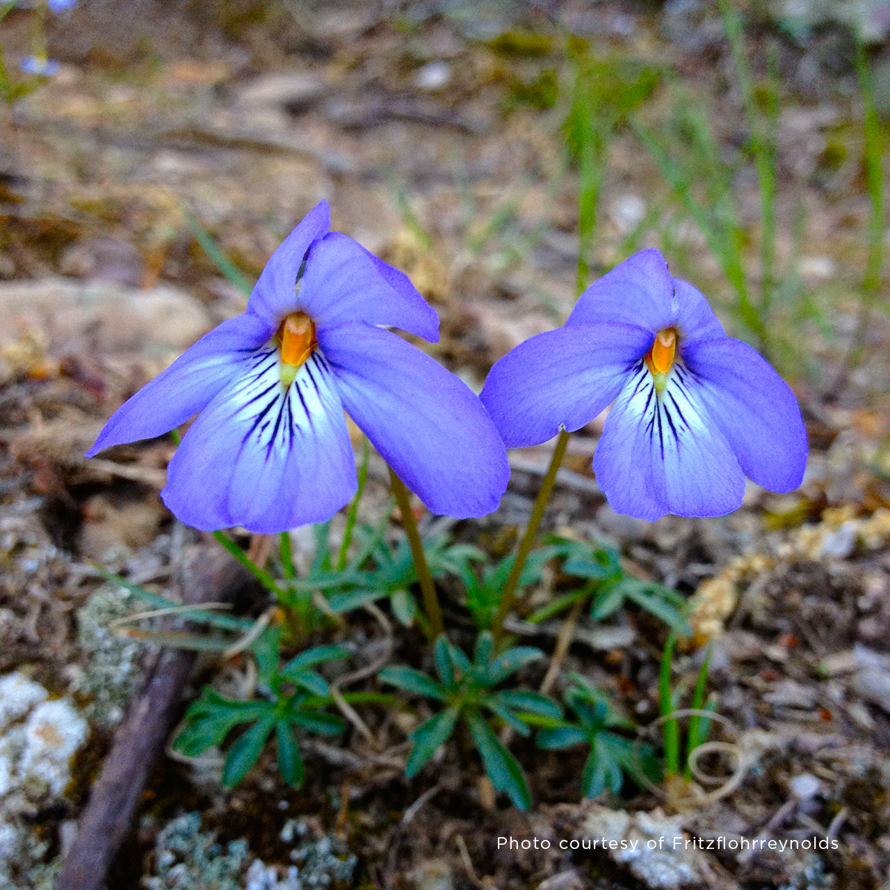 Bare Root Bird's Foot Violet; Crowfoot (Viola pedata)