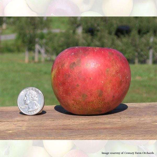 Bare Root Virginia Winesap Apple Tree (Malus cv.)