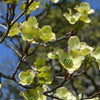 White Flowering Dogwood (Cornus florida)