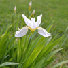 White Roof Iris (Iris tectorum 'Alba')