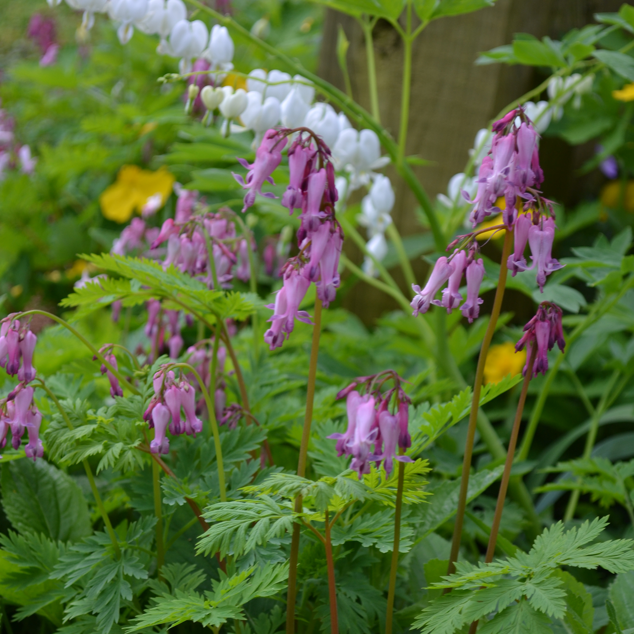 Wild Bleeding Heart (Dicentra eximia)