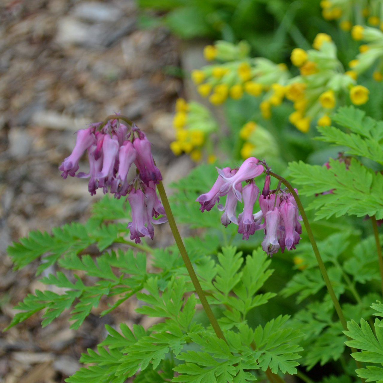 Wild Bleeding Heart (Dicentra eximia)