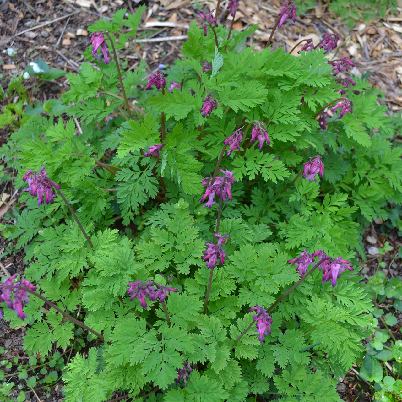 Wild Bleeding Heart (Dicentra eximia)