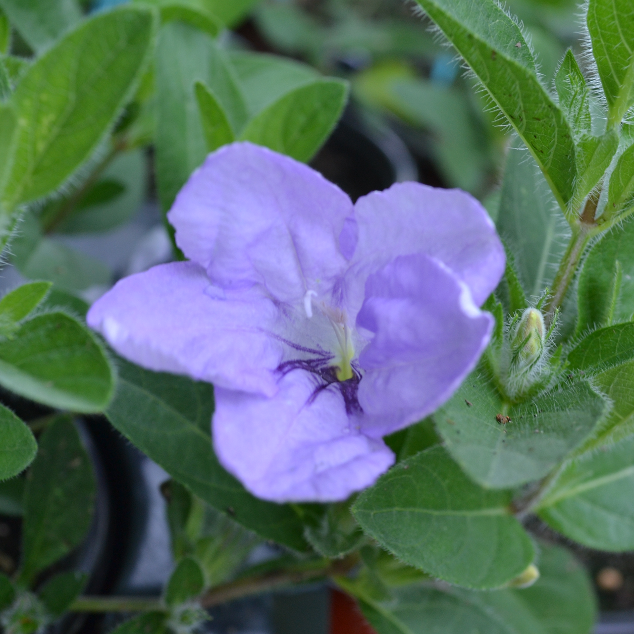 Wild Petunia (Ruellia humilis)